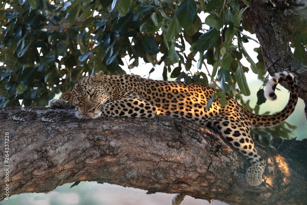 Leopard / Leopard / Panthera pardus. Leopard / Leopard / Panthera pardus.