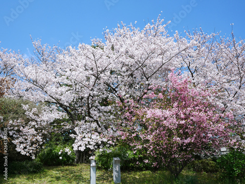 White Cherry Blossom and Pink Sakura Trees Blooming in Spring Season Osaka, Japan