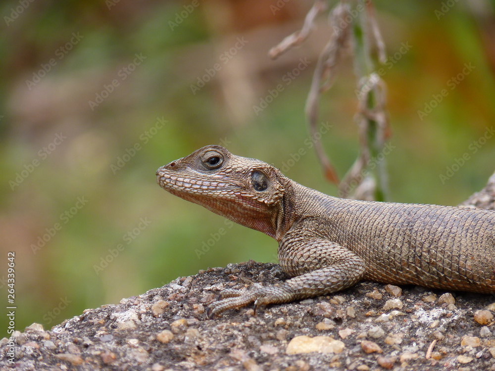 Maasai Mara, Kenia, safari