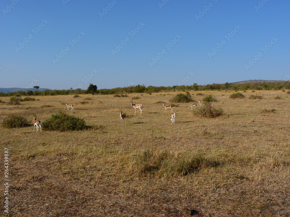 Fototapeta premium Maasai Mara, Kenia, safari