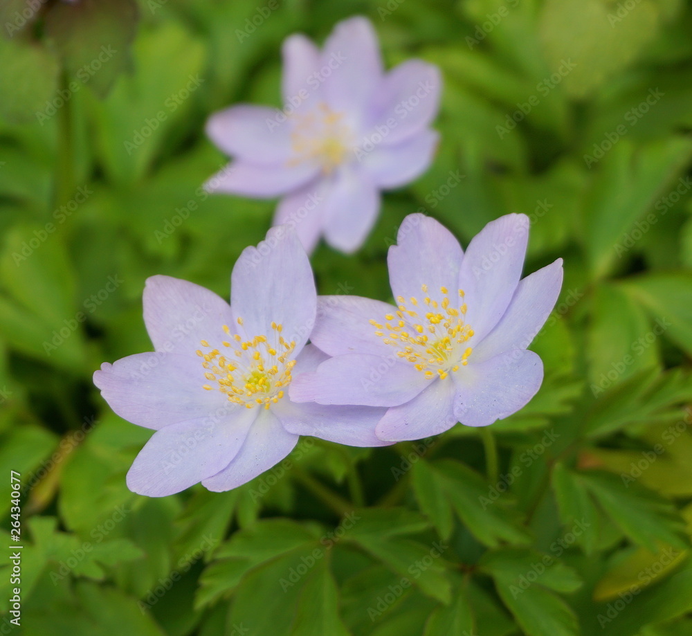 Delicate blue Anemone hepatica flower close up on green leaves background. Delicate blue Anemone hepatica flower close up on green leaves background.