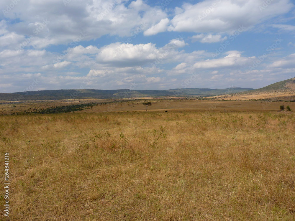 Maasai Mara, Kenia, safari