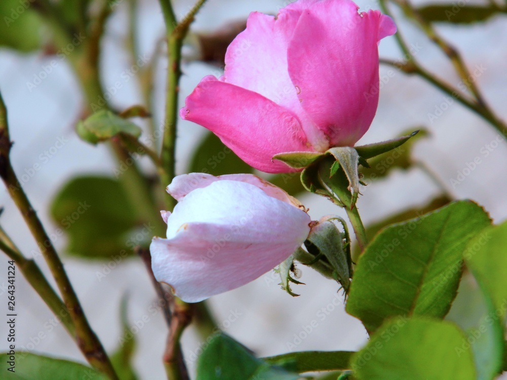 Fototapeta premium jardin