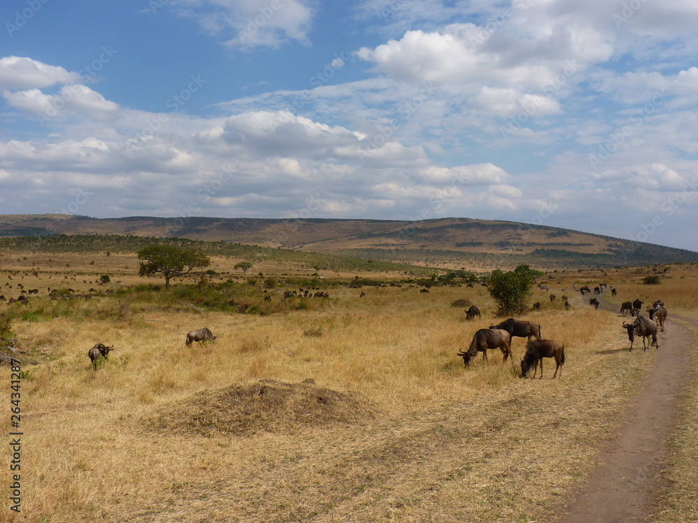 Obraz premium Maasai Mara, Kenia, safari