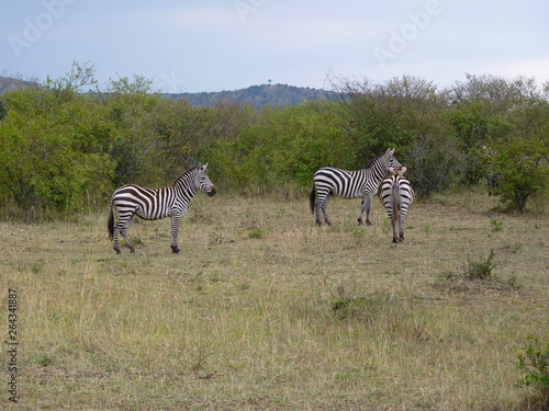 Maasai Mara  Kenia  safari