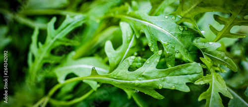 fesh roquette/rucola/wild rocket / (type of lettuce) in a glasshouse