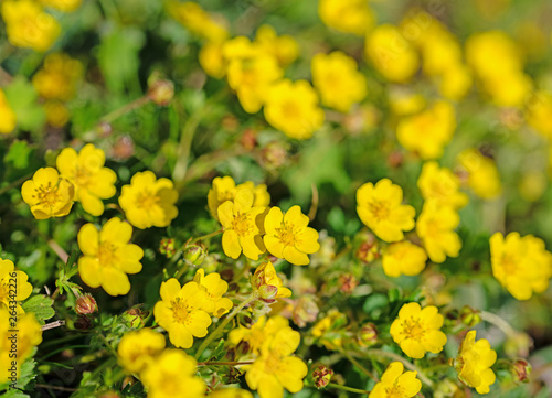 Kriechender Hahnenfu    Ranunculus repens