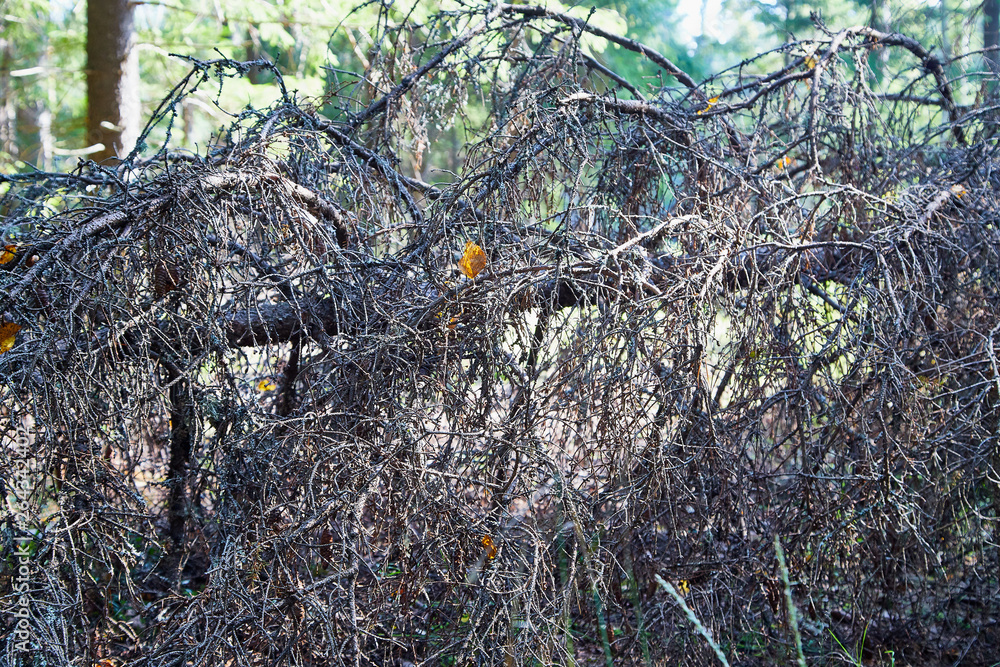 Broken tree trunk on the ground. Fallen tree in forest Broken tree trunk on the ground. Fallen tree in forest
