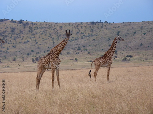 Maasai Mara  Kenia  safari