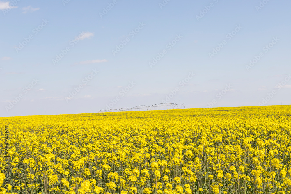 Canola field and water fountains