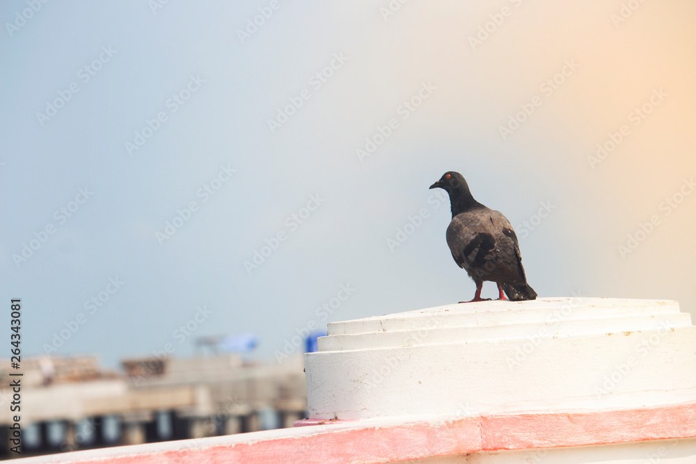 Obraz premium Pigeon on the house terrace with loneliness