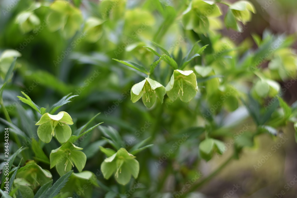 Grüne Nieswurz (Helleborus viridis) Grüne Nieswurz (Helleborus viridis)
