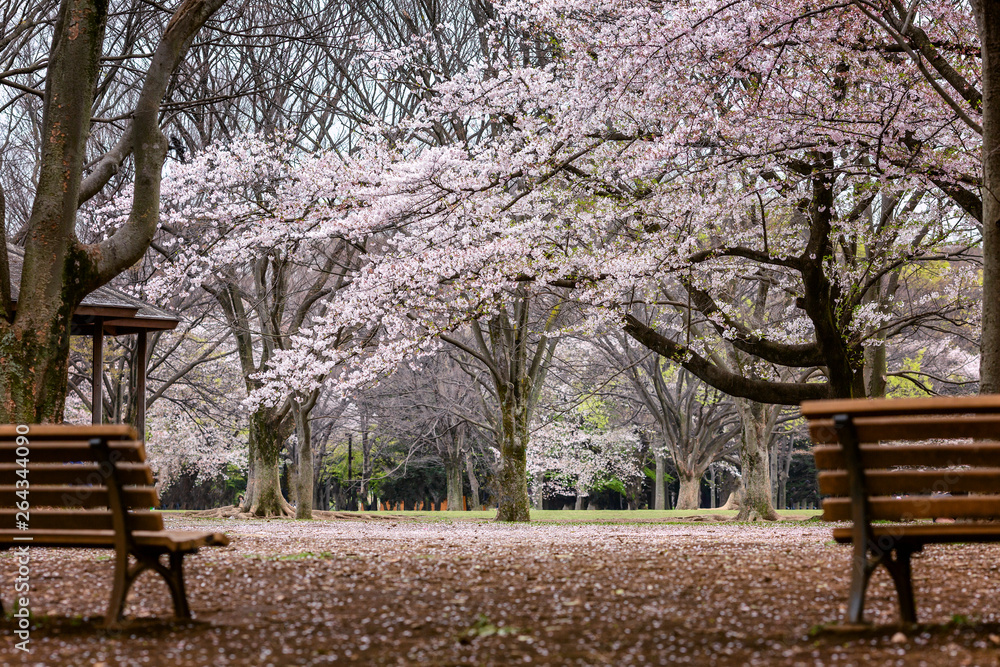 Park benches with thick blooming sakura.