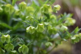 Grüne Nieswurz (Helleborus viridis)