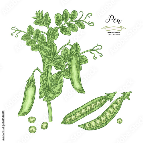 Pea plant isolated on white background. Hand drawn legumes. Vector illustration.