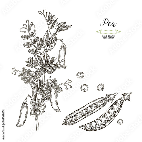 Pea plant isolated on white background. Hand drawn legumes. Vector illustration engraved.