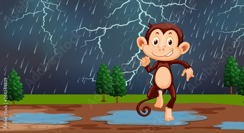 Monkey in nature rain