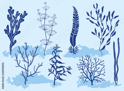 Underwater. Seaweed on the bottom of the sea. Silhouette, abstract illustration.