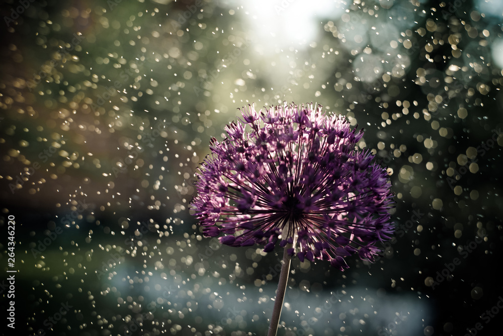 alium flower with dandelion flower structure wit water drops. macro. soft focus. shallow depth of field