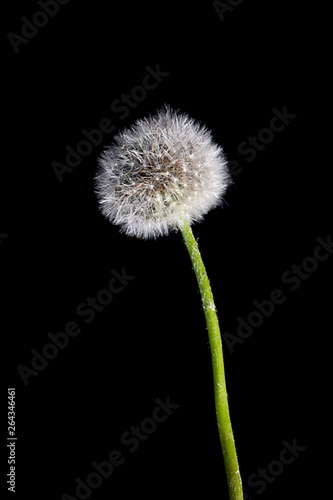 dandelion isolated on black background