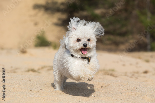 Running Havanese dog © bina01