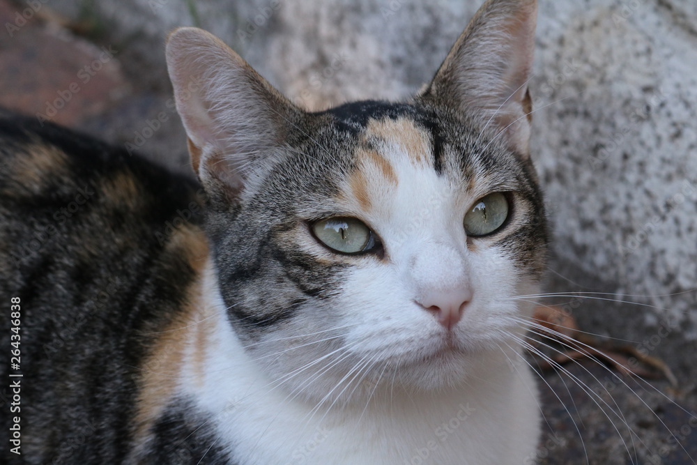 Beautiful female Calico cat showing the ginger, black and white colouring.