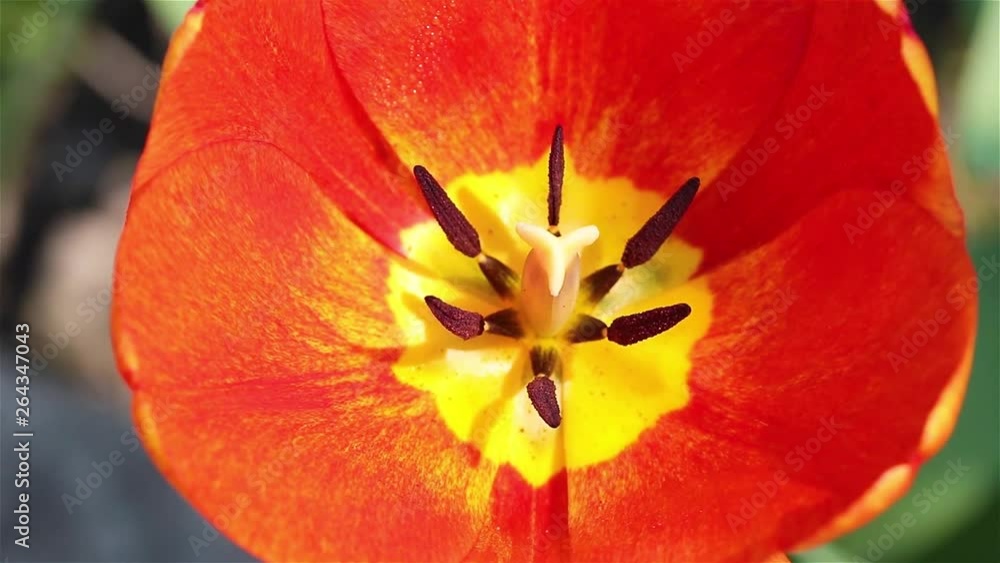 Close-up view of a stamens and pistil of tulip. Macro Video. Close-up view of a stamens and pistil of tulip. Macro Video.