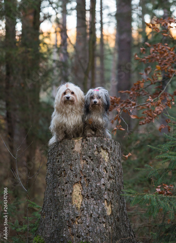 havanese dog in forest