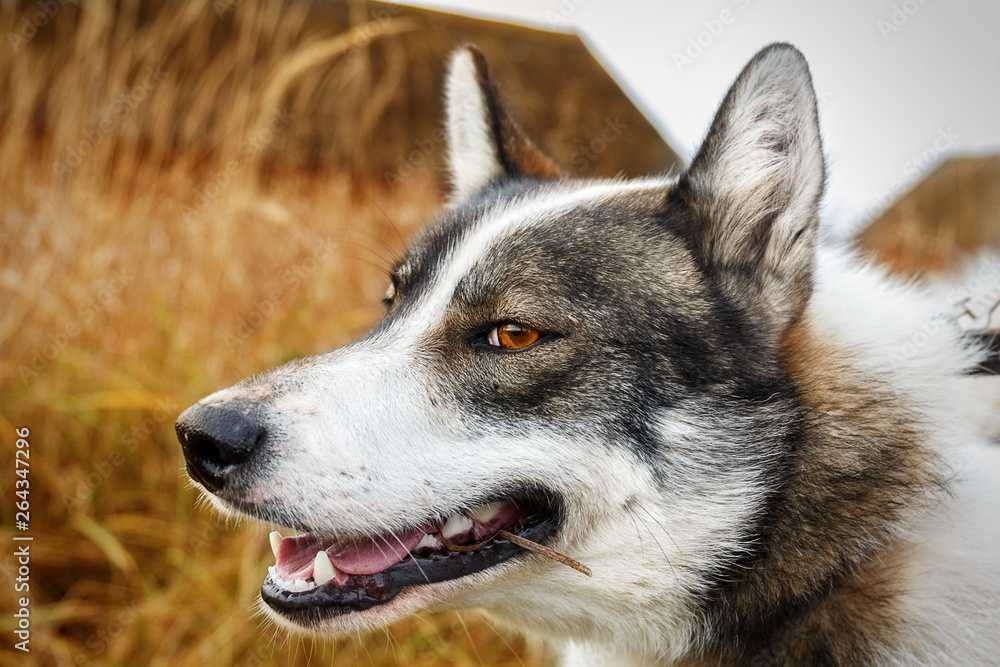 Portrait of white and gray dog on dry grass