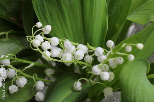 Lily of the valley. Convallaria majalis