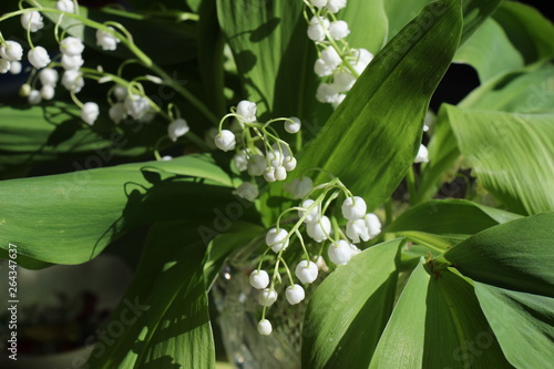 Lily of the valley. Convallaria majalis