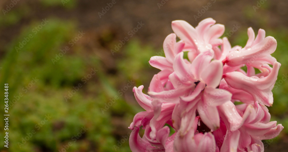 Obraz premium Pink hyacinth on a cloudy day close up and a red blossoming tulip