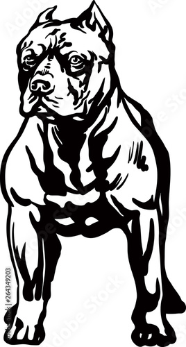 Pitbull vector illustration