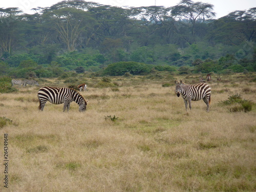 Naivasha lake  Kenya  safari
