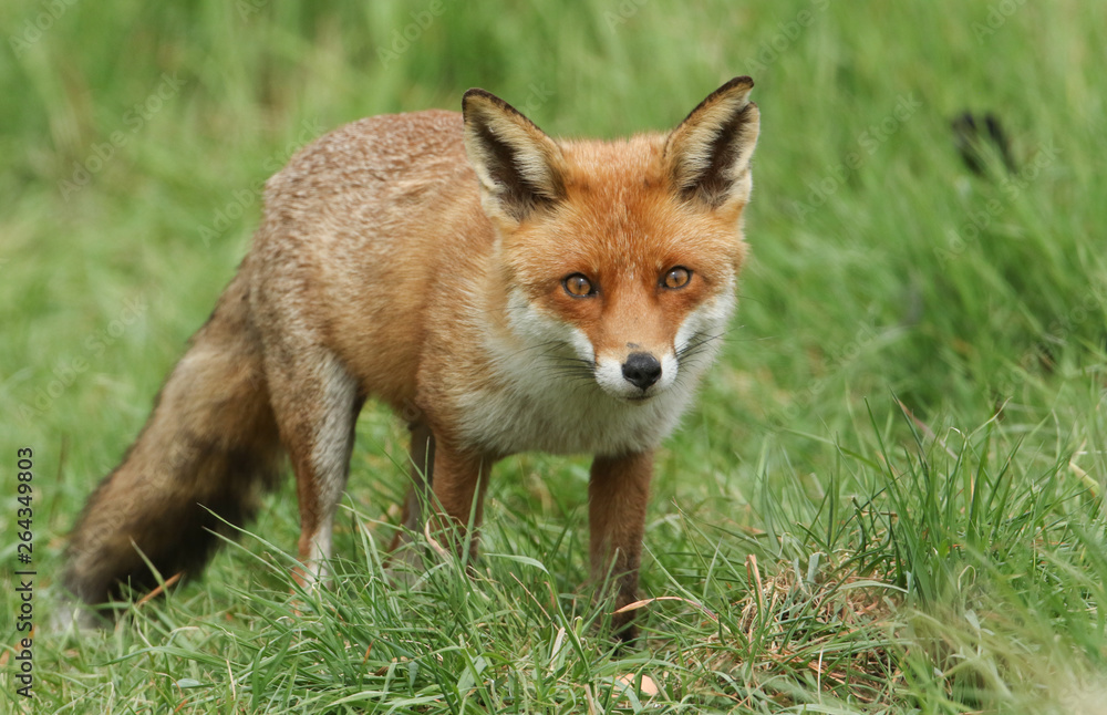 A magnificent wild Red Fox (Vulpes vulpes) hunting for food to eat in the long grass. A magnificent wild Red Fox (Vulpes vulpes) hunting for food to eat in the long grass.