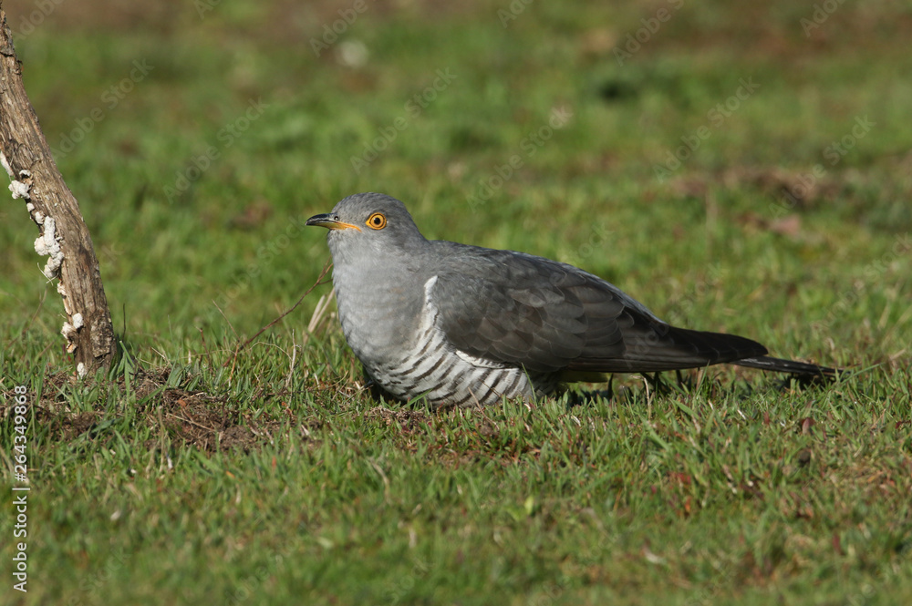 A stunning Cuckoo (Cuculus canorus) searching on the ground in a meadow for food. A stunning Cuckoo (Cuculus canorus) searching on the ground in a meadow for food.