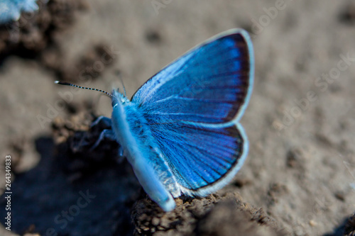 Karner Blue Butterfly  (Polyommatus icarus) macro. photo