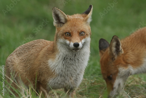 Two magnificent wild Red Fox (Vulpes vulpes) hunting for food to eat in the long grass.