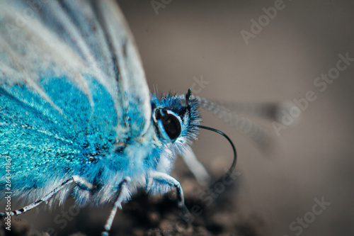 Karner Blue Butterfly  (Polyommatus icarus) macro. photo