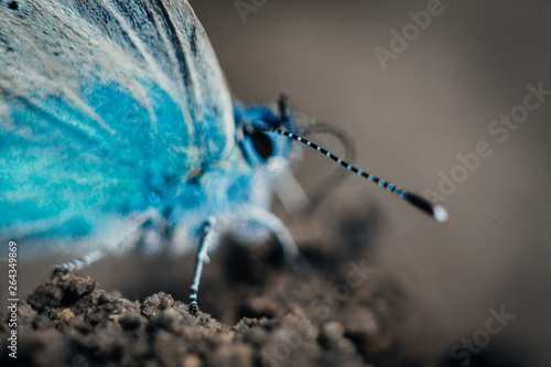Karner Blue Butterfly  (Polyommatus icarus) macro. photo