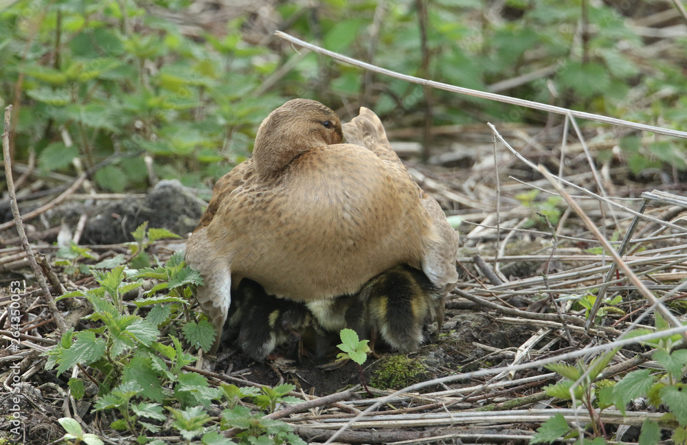 A stunning female Mallard Duck, Anas platyrhynchos, brooding her cute ducklings under her on the bank of a fast flowing river in the UK. A stunning female Mallard Duck, Anas platyrhynchos, brooding her cute ducklings under her on the bank of a fast flowing river in the UK.