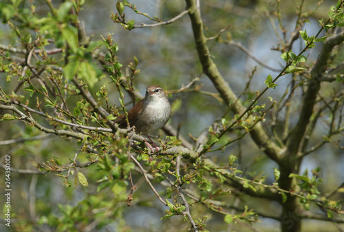 A shy and elusive Cetti's Warbler (Cettia cetti) perched on a branch in a tree. 