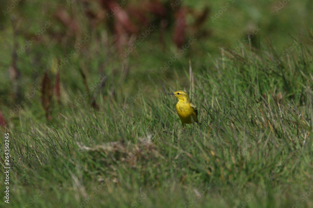 Fototapeta premium A stunning Yellow Wagtail, Motacilla flava, hunting for insects to eat in a marshy meadow in the UK.