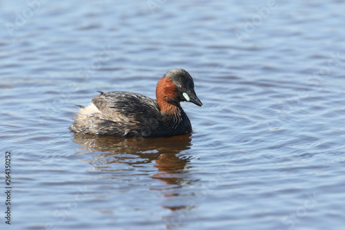 A cute Little Grebe, Tachybaptus ruficollis, swimming on a river hunting for food.