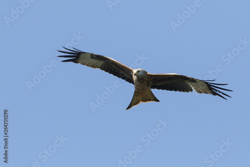 A magnificent Red Kite, Milvus milvus, flying in the blue sky. 