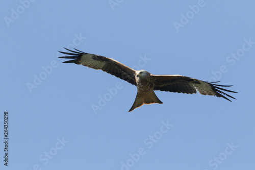 A magnificent Red Kite, Milvus milvus, flying in the blue sky.  © Sandra Standbridge