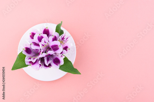 beautiful flowers of astromeria with a white cup on a pink background photo