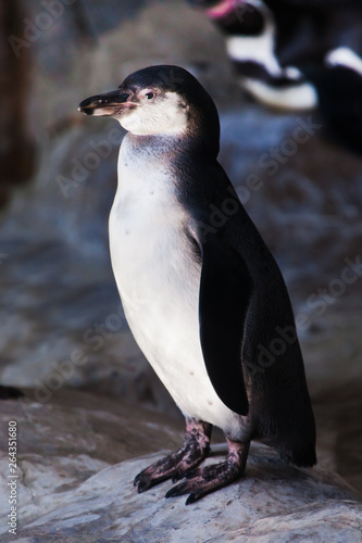 Cute penguin (Humboldt penguin) stands on a stone cliff, bright colors are a cute bird.