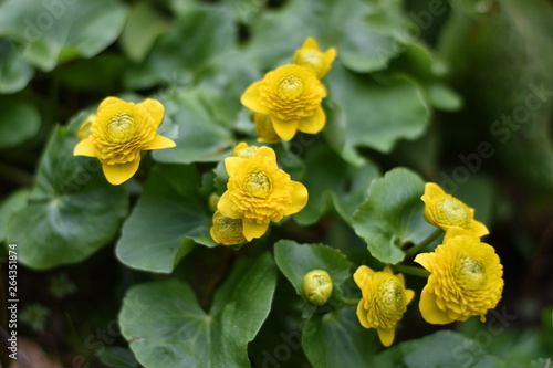 Gefülltblühende Sumpfdotterblume 'Multiplex'