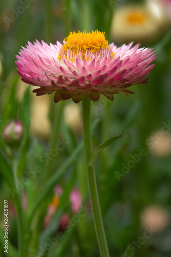 flower in the garden vertical copy space